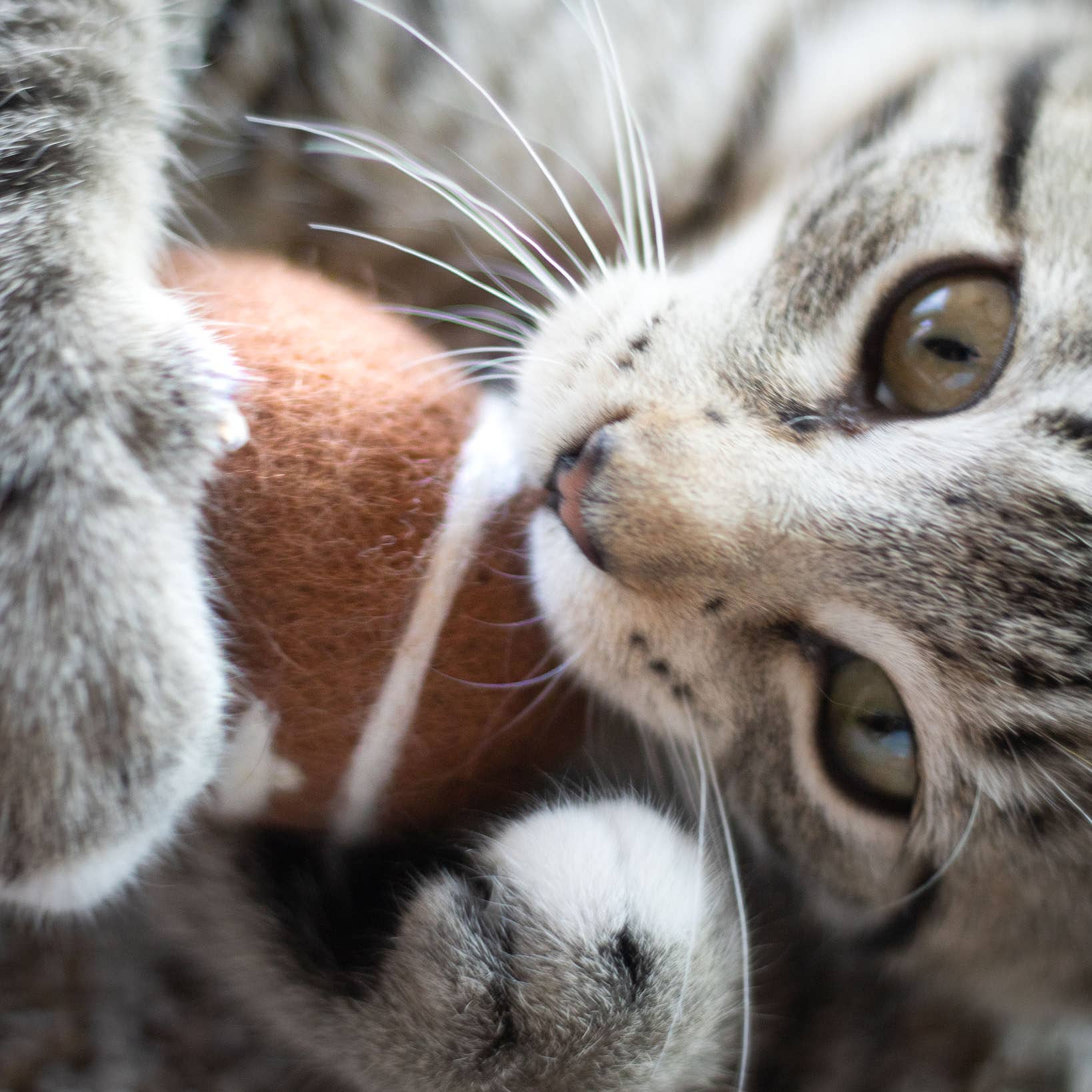 Sporty Felt Wool Eco Pet Toys