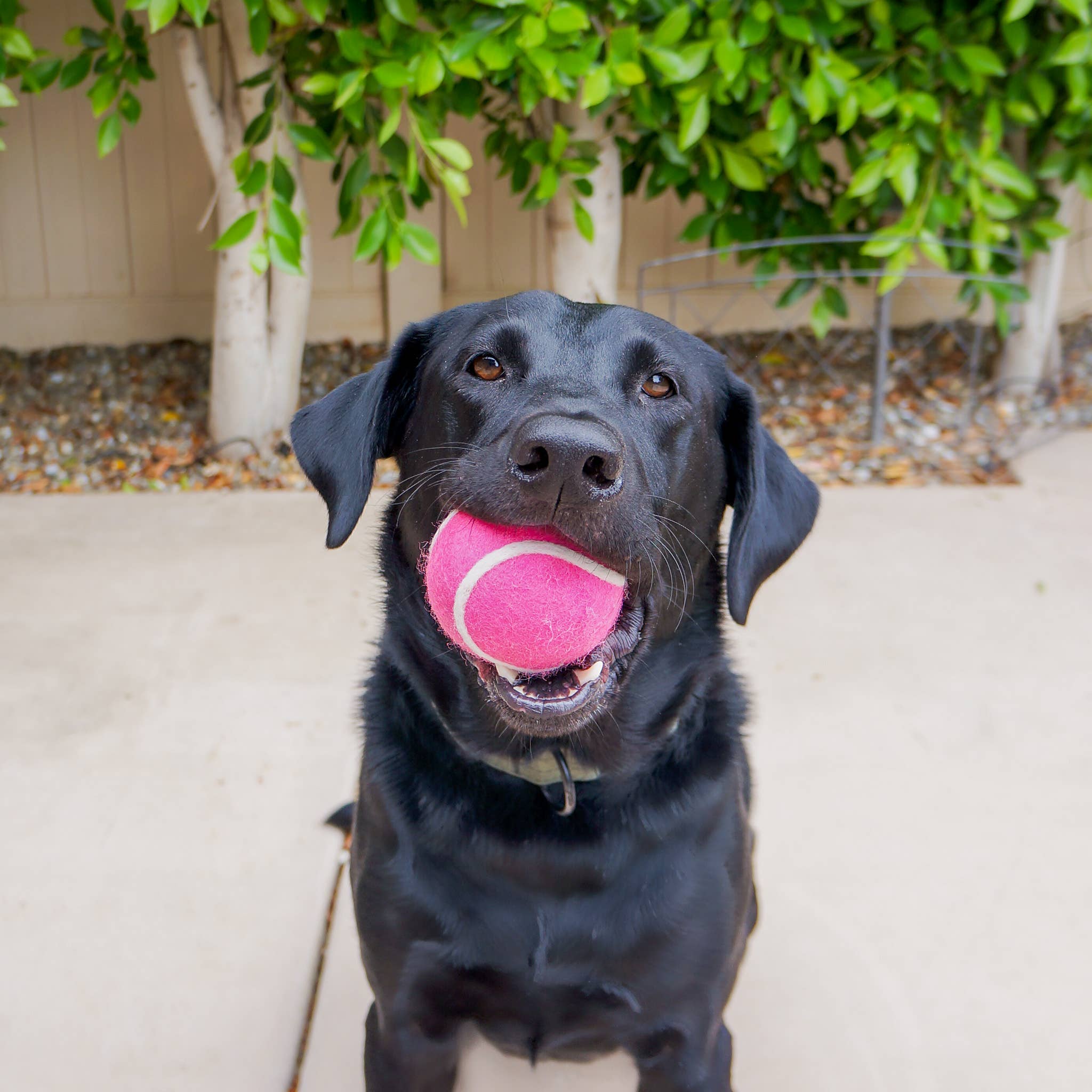 Pet Toy Tennis Wool Ball