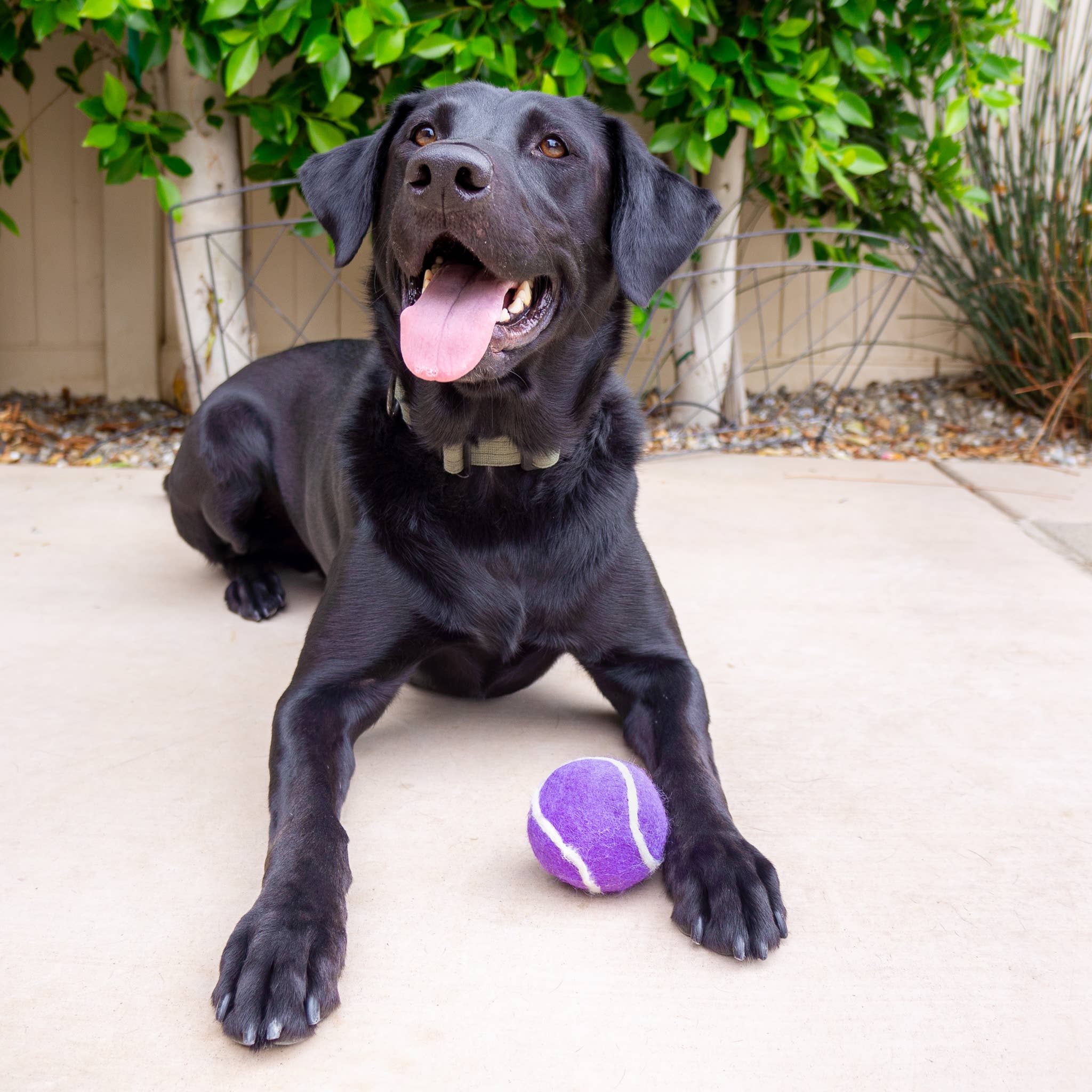 Pet Toy Tennis Wool Ball