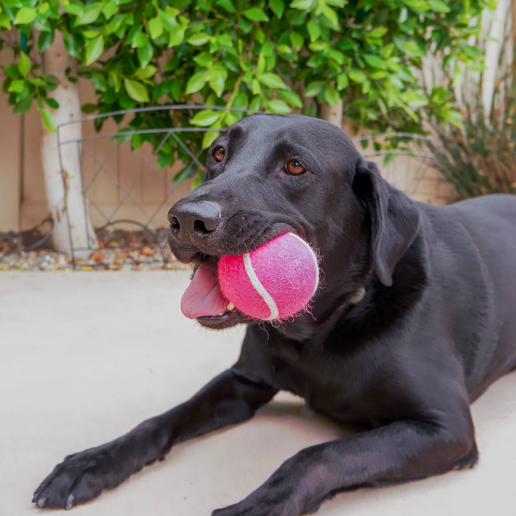 Pet Toy Tennis Wool Ball